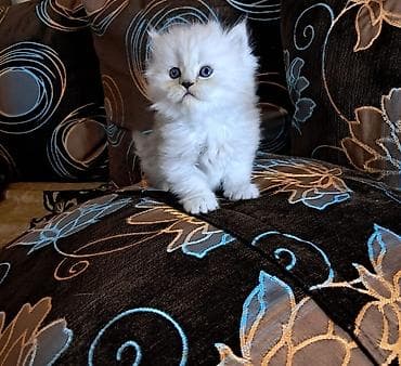 pisik qara: Şotland uzun tüklü, Erkək — 7