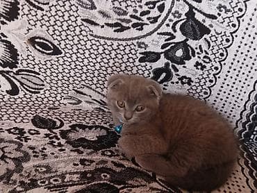 pişiklər bala: Şotland — 7