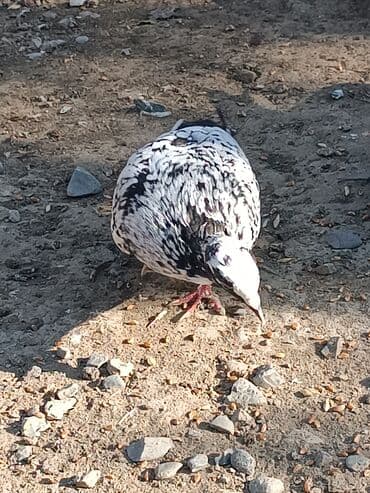 ineklerin satisi: Alman göyərçinləri satlır.Xahiş olnur cidi fikir olanlar yasın .Bir — 4