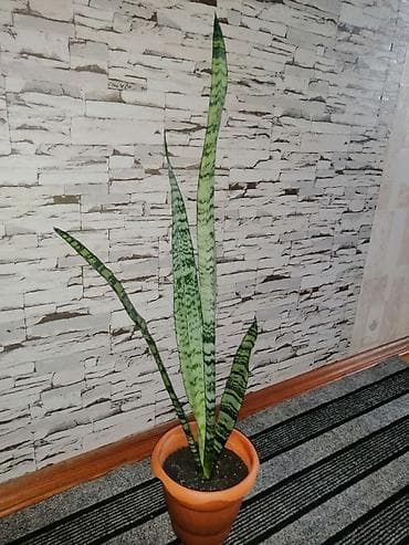 Tinglər: Sansevieria (Qaynanadili) – dekorativ ev bitkisi - Növ: Sansevieria — 1
