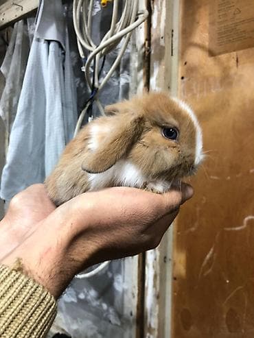 Heyvanlar: 4 eded Qulaqi Sallag dekorativ karlik dovsan evde saxlamali — 5