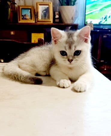 Britan, Erkək, Dişi, Yaxşı əllərə, Ünvandan götürmə