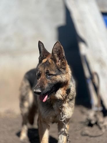 heyvan hekimi: Alman çoban iti, 10 ay, Dişi, Ünvandan götürmə — 1