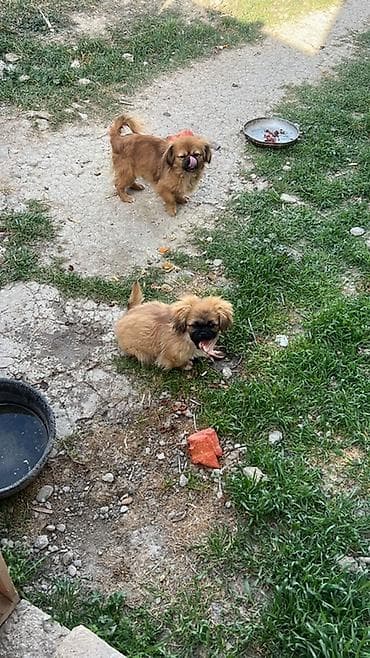 pekines balaları: Pekines — 2
