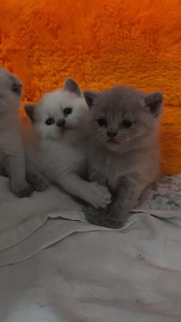 heyvan geyimi: Britan — 4