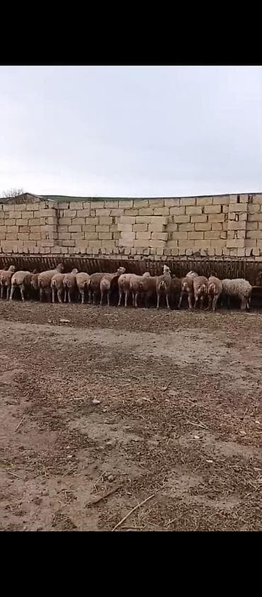 generator 2 kva: Quzu kəsimi və təmizlənmiş ət - Yerli təsərrüfatda yetişdirilən — 6