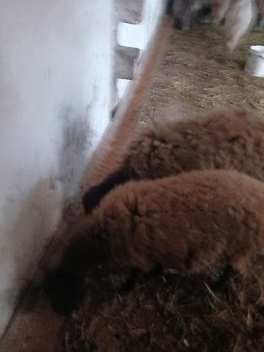 ucuz quzu: Iki baş qala cinsi ekizdilər 11 ayLlqdlLar qiymet birine aiddir.qoc — 5