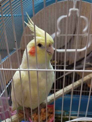 Satilir. saglam oynagan cut karella. erkek disi 9 ayliqdilar. ev lalafo.az -da Satilir. saglam oynagan cut karella. erkek disi 9 ayliqdilar. ev