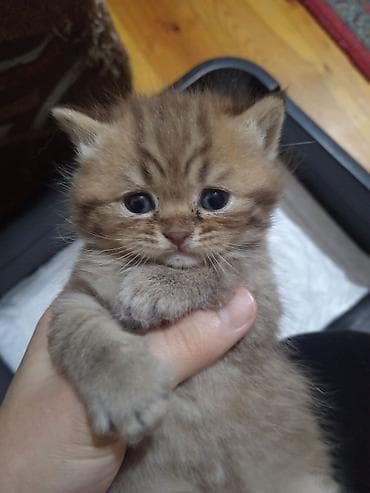 Pişiklər: Şotland uzun tüklü, Erkək, Yaxşı əllərə, Ödənişli çatdırılma — 4