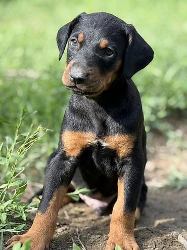 coban iti type 0: Doberman, 1 ay, Peyvəndli — 3