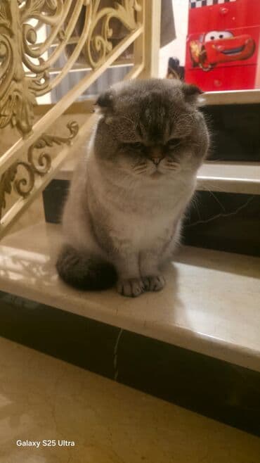 вислоухий кот цена: Шотладская вислоухая, Самец — 4