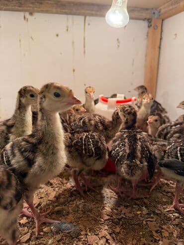 Ünvan Saray Sumqayıt Bronz Növ Hinduşka Qiymət 7.5 manat İsdelinen Say