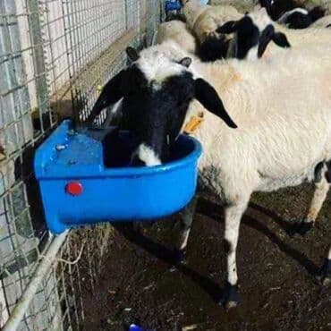 Yem qabı, Su üçün, Heyvanlar üçün, Ünvandan götürmə, Ödənişli çatdırılma, Rayonlara çatdırılma lalafo.az -da Yem qabı, Su üçün, Heyvanlar üçün, Ünvandan götürmə, Ödənişli çatdırılma, Rayonlara çatdırılma