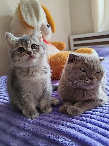 mini doberman: Britan — 4