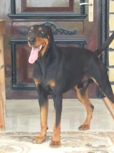 1 aylık doberman: Pitbul, 1 il, Dişi, Peyvəndli, Ünvandan götürmə — 1