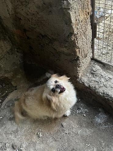 ag it: Pekines — 2