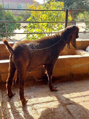 sudlu kecilər: 3üdə bir yerdə satılır, 1 erkəy 2 dişi marağlanan yaza bilər — 5