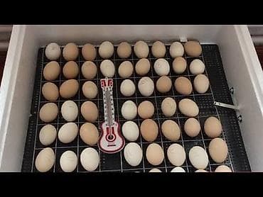 mini inkübatör: Tam avtomat — 4