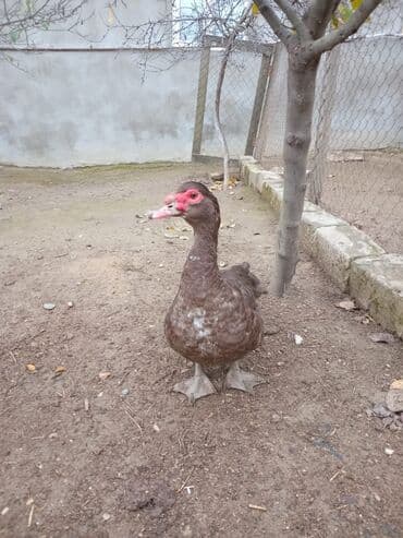 Inəklər, öküzlər: Krasnodar ördək.Erkəydi.8 aylıqdı.Qiymət sondur.Qiymətlə bağlı narahat — 6