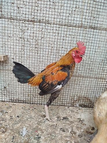 Quşlar: Toyuq, Damazlıq, Rayonlara çatdırılma — 6