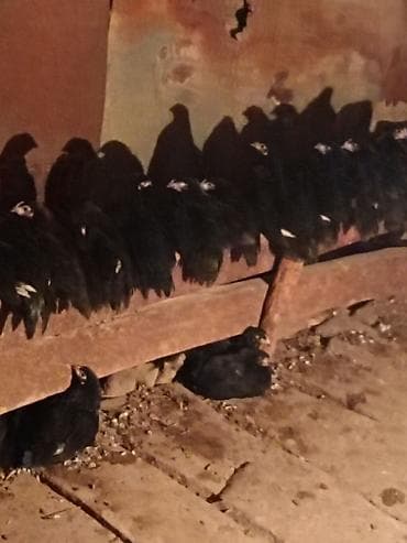 Toyuq cücələri, Damazlıq