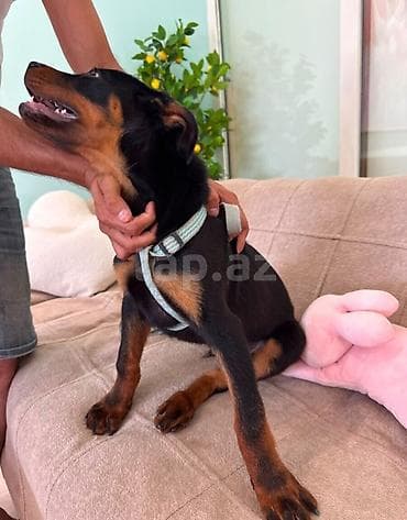 pet pec: Rotveyler, 4 ay — 6