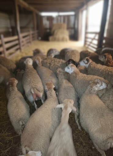 dovsan satışı: Satışa sürü quzu - Növ: yerli cins qarışıq ana qoyunlar və qoçlar - — 2