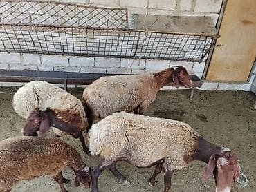 Yerli baki cinsi qoyunlardi ekiz balaliyanlardi — 2