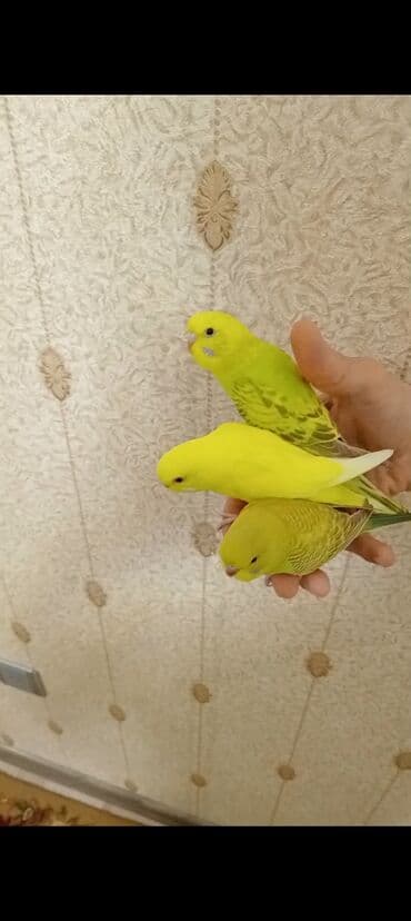 2+Eded ell quslarin bugüne özel 2+sinde goturene 16+AZN videolarda var