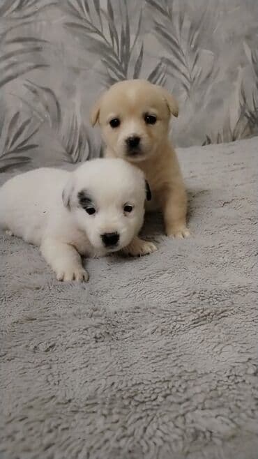 i̇t balası: Balaca it balaları – sevimli ev dostları - Cins: qarışıq (kiçik — 1