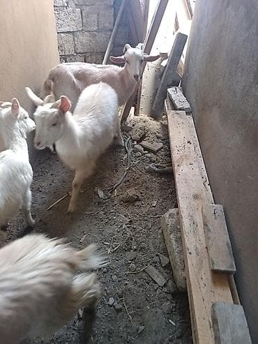 qaz ördək satışı: Saanen keçiləri satılır macar sortu, rusiya sortu isveçrə sortu — 2