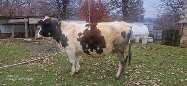 Quzu: Mal-qara – inək - Cins: Alaca (qara-ağ-qəhvəyi rəngli). - Yaş: orta — 3