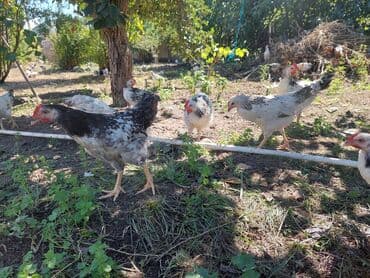 heyvanlara verilen xususi adlar: Toyuq, Damazlıq — 3