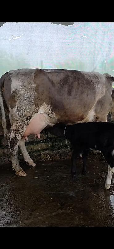 itlerin satisi ve qiymetleri: Südlük inək və bala -cins sives süd verimi 21 lt qarantia verirem — 9