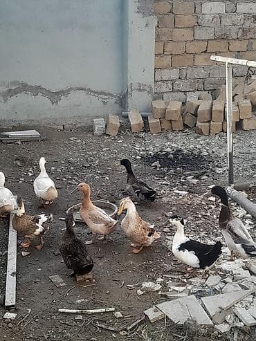 ordek satisi: Satış: ördəklər (qarışıq rəng və cinslər) Məhsul təsviri: - — 4