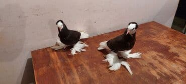 попугай ара цена: Satılır cütü 100 manat — 3