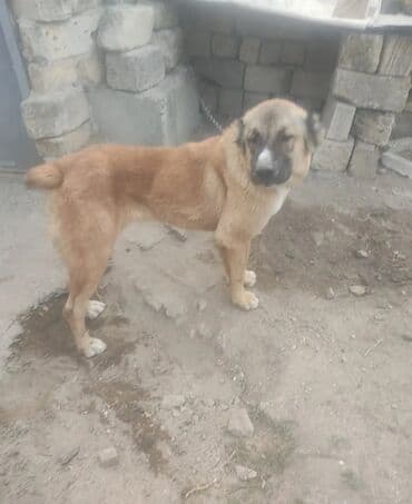 İtlər: 8 ay, Dişi, Peyvəndli, Ünvandan götürmə — 3