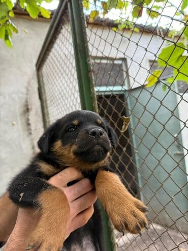dişi quzu: Rotveyler, 2 ay, Dişi, Peyvəndli, Ünvandan götürmə — 2