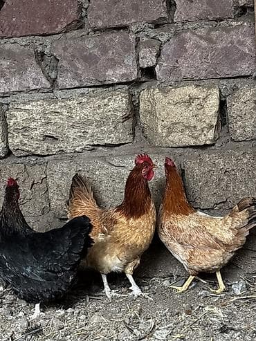 Toyuq, Yumurtalıq, Ödənişli çatdırılma