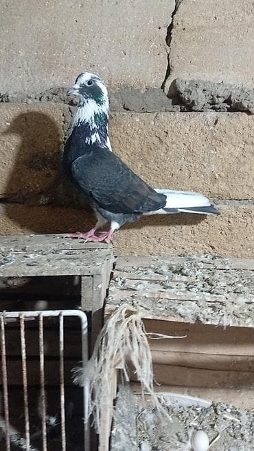 14 tük erkəy özü gəlib düşüb ətraflı məlumat vpda videosu atılacağ