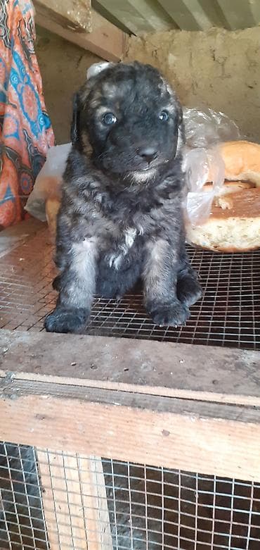 cane corso qiyməti: Alman çoban iti, 1 ay — 10