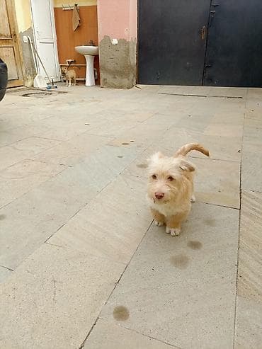 zvanok it satilir: 4 ay, Erkek — 1