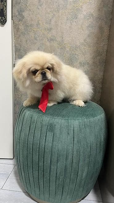 Gəmiricilər: Pekines, 4 ay, Dişi, Sənədli — 3