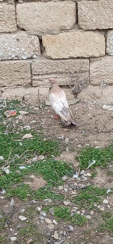 dekorativ quslar: Ebres erkey olmalıdı — 3