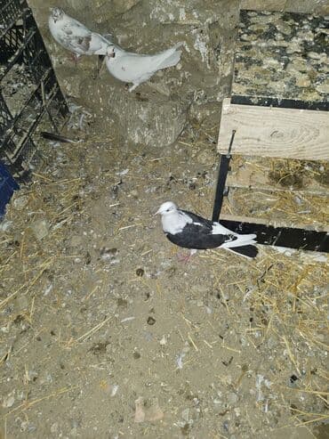 Bülbüllər: Müxtəlif rənglərdə iki göyərçin təklif olunur. Biri gənc, qəhvəyi, boz — 8