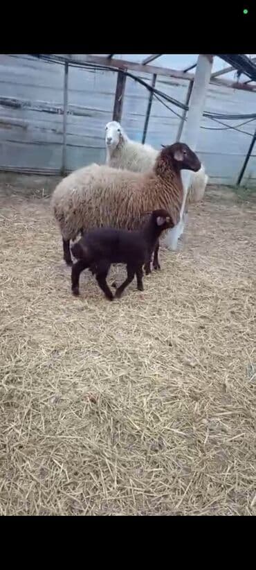 qoyunlar quzular: Dişi, Qala, il: 1, 50 kq, Damazlıq, Ünvandan götürmə — 6