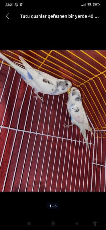 купить клетку для морской свинки: 055 631 66 90 bu nörə ilə zəng vurun Məhsul: 2 ədəd — 3