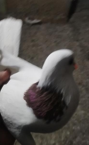 Hazır bala veren mayadı boynu pecat quyruğu ağ quyrup cuzı bır ıkı tel lalafo.az -da Hazır bala veren mayadı boynu pecat quyruğu ağ quyrup cuzı bır ıkı tel