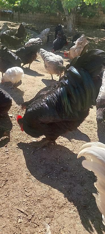 kend cuceleri: Toyuq, Australorp, Damazlıq — 3