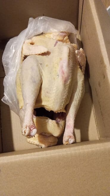 Другие животные: Самка, Kanada, Для мяса, Бесплатная доставка — 2